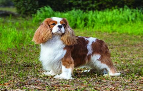 king charles dog breed cost